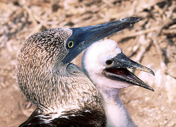Blue Footed Boobie 4