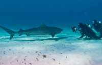 Tiger Shark-with photographer & wife 0533