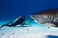 Tiger Shark - Bahamas 0584