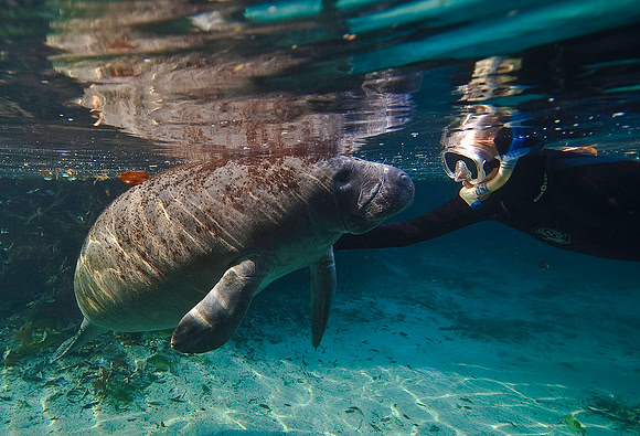Manatee 0803