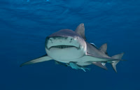 Lemon Shark 0522