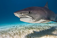 Tiger Shark 0513