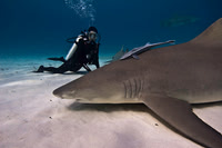LemonShark-Rosie0335