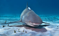 Lemon Shark 0268