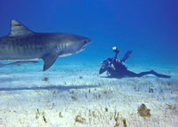 Tiger Shark-with photographer 328