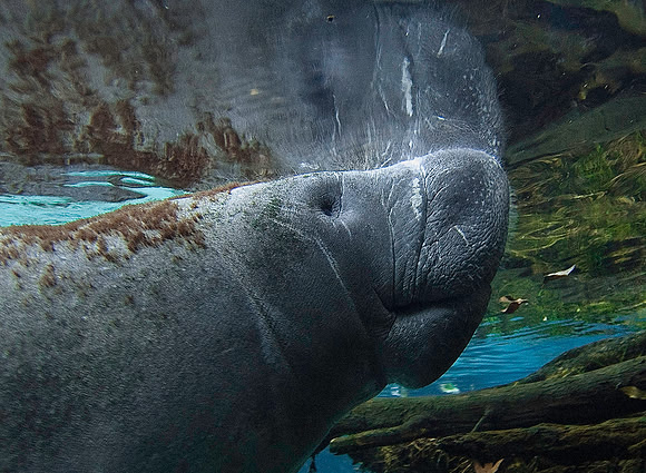 Manatee 0728