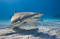 Lemon Shark 0221