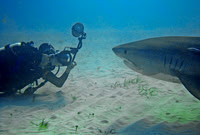 Tiger Shark - with photographer 142