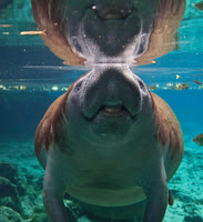Manatee 0842