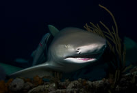 Lemon Shark0170