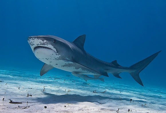 Tiger Shark 0273