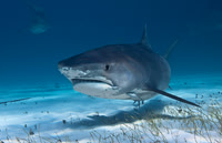 Tiger Shark 0534