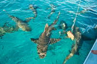 Lemon Shark 0982