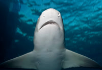 Lemon Shark 0161