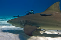 LemonShark-Rosie0491
