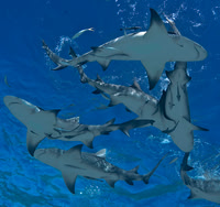 Lemon Shark 0170