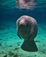 Manatee 0839