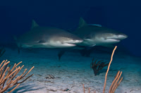 Lemon Shark 0155
