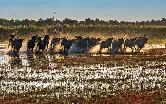 Guardian driving Camargue Bulls 170374