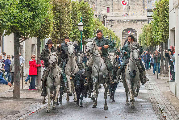 Driving Camargue Bulls through Aigues-Mortes 190279
