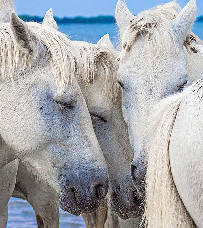 White Stallions210613