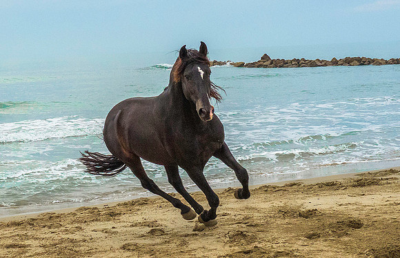 Black Camargue Stallion 210030