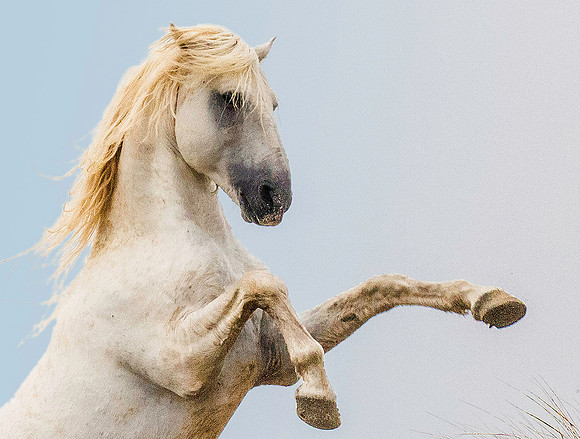 White Camargue Stallion 200106