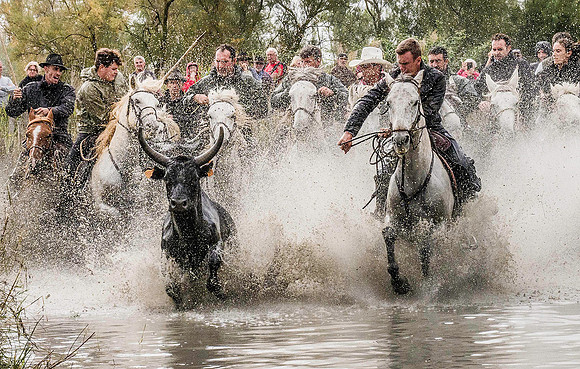 Guardian driving Camargue Bull 171741