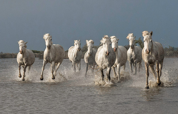 White Camargue Stallions 200470