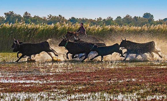 Guardian driving Camargue Bulls 170388