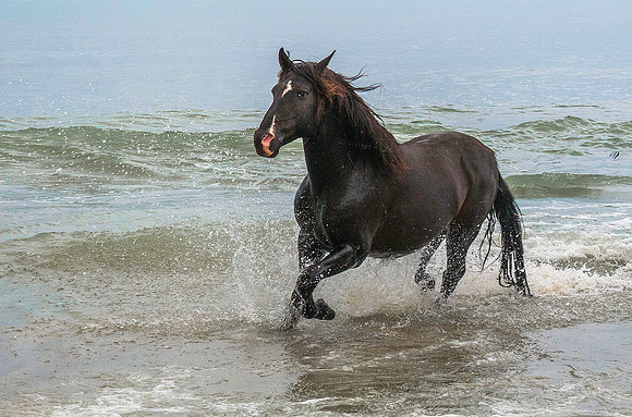 Black Camargue Stallion 210108