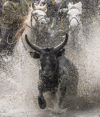 Guardians herding Camargue Bull 171742