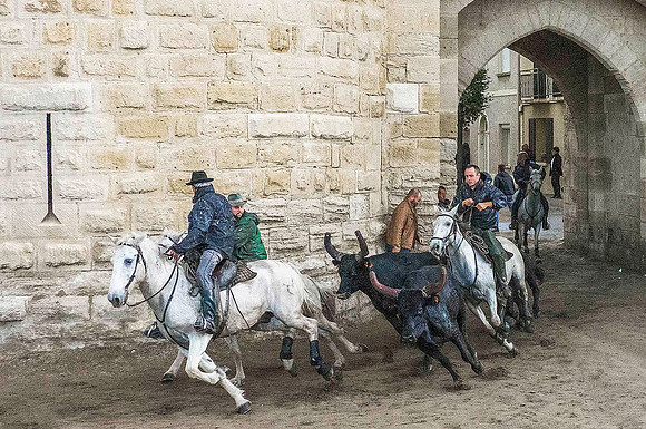 Driving Camargue Bulls through Aigues-Mortes 190239
