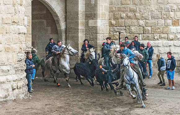 Driving Camargue Bulls through Aigues-Mortes 190266