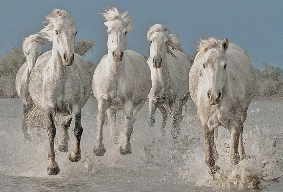 White Stallions 200468