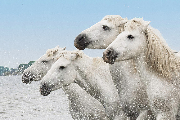White Camargue Stallions 210740