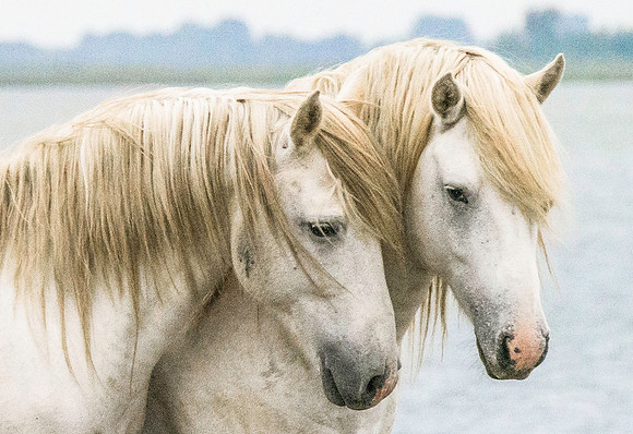 White Stallions 190193