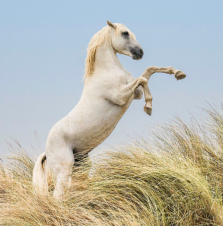 White Camargue Stallion 200074