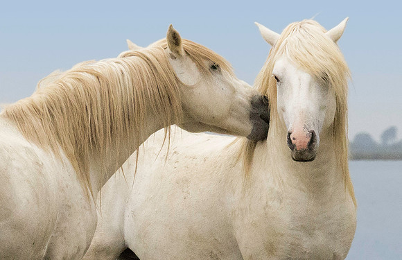 White Camargue Stallions 190219