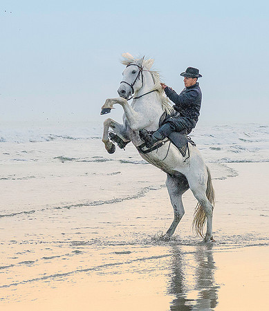 White Camargue Stallion 211064