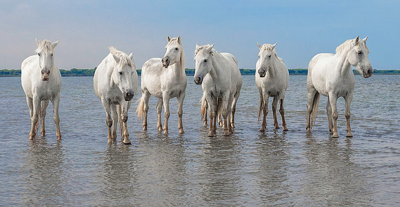 White Camargue Stallions 210593