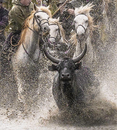 Guardians herding Camargue Bull 171740