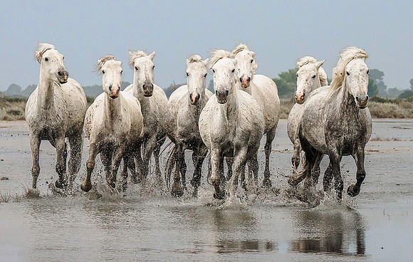 White Camargue Stallions 200314
