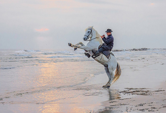 White Camargue Stallion 211052