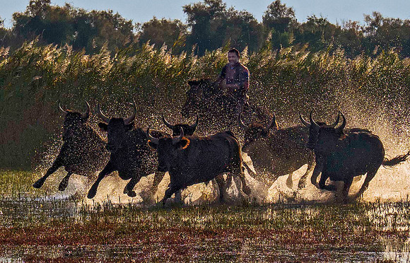 Guardian driving Camargue Bulls 170369