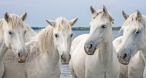 White Camargue Stallions 210605