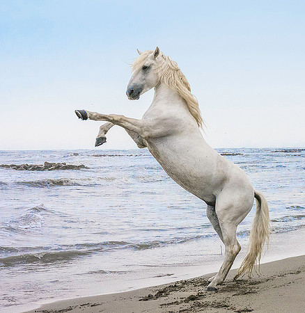 White Camargue Stallion 200291