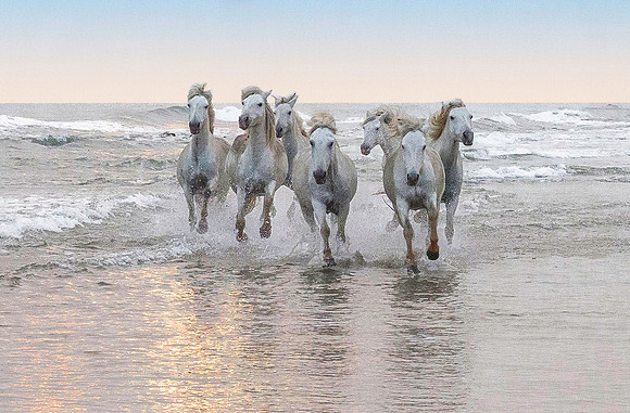 White Camargue Stallions 211003
