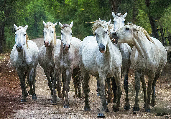White Camargue Stallions 200018