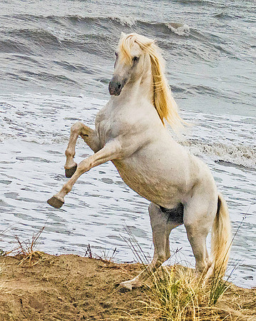 White Camargue Stallion 200259